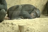 leipzig zoo-01_07_2011_zoo_allgemein_210